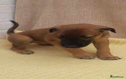 Lurcher dogs for sale: Lurcher puppies for sale.  - Image 12