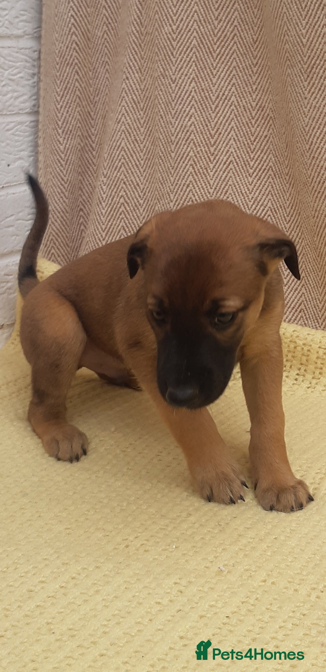 Lurcher dogs for sale: Lurcher puppies for sale.  - Image 12