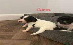 English Springer Spaniel dogs for sale: Springer spaniel puppies  - Image 2