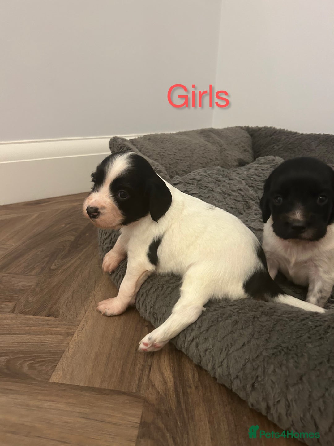 English Springer Spaniel dogs for sale: Springer spaniel puppies  - Image 2