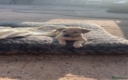 Whippet dogs for sale: 3 Whippets available from 10/09/25 - Image 7