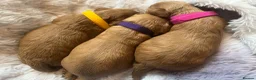 Cavapoo dogs for sale: Cavapoos pups /kc reg /health tested /parents - Advert 14