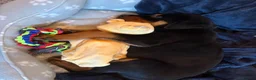 Rottweiler dogs for sale: 12 week male Rottweiler puppy - Advert 10