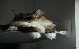 Maine Coon cats for sale: Maine Coon Kitten - Image 4