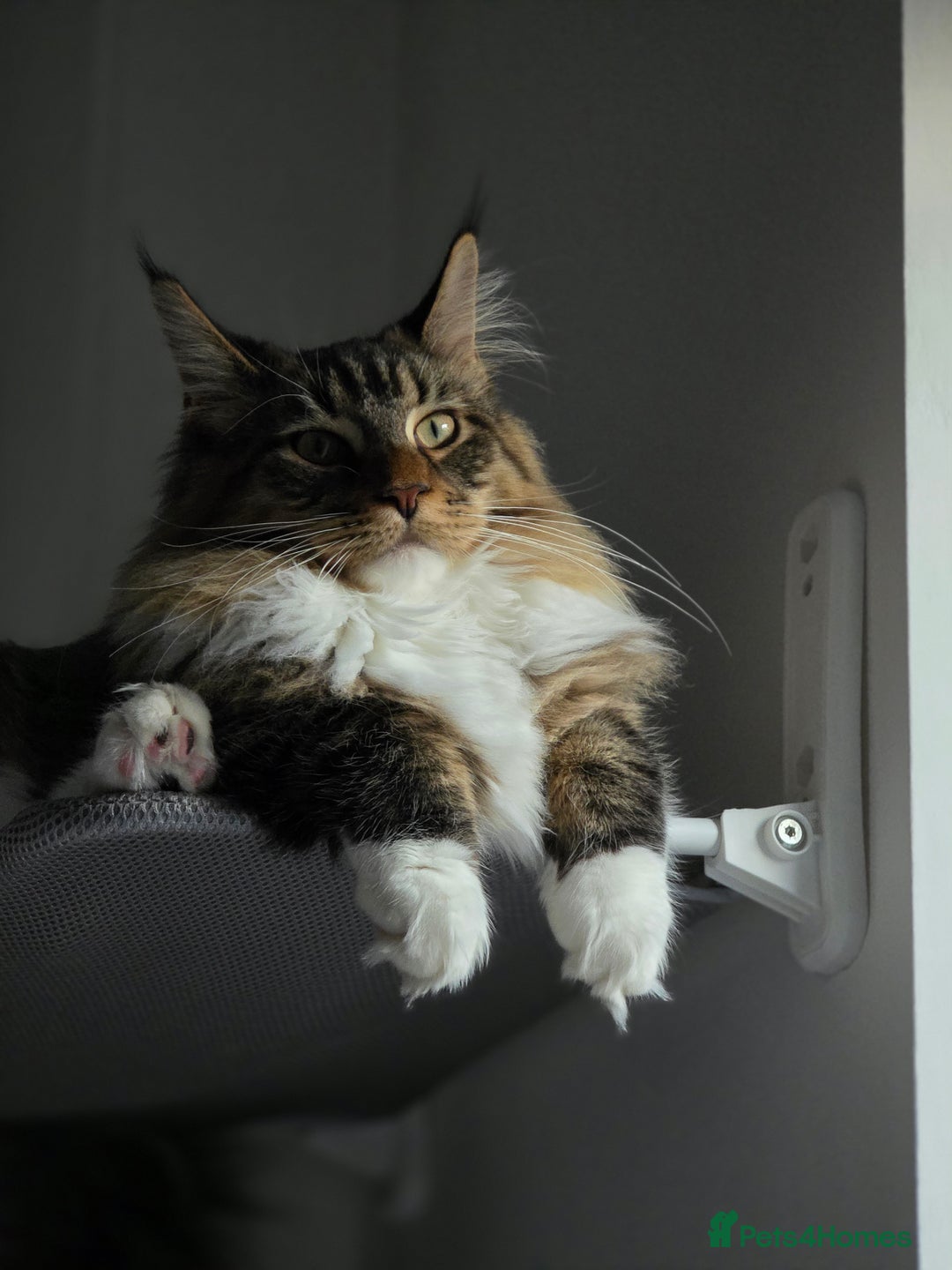 Maine Coon cats for sale: Maine Coon Kitten - Image 4