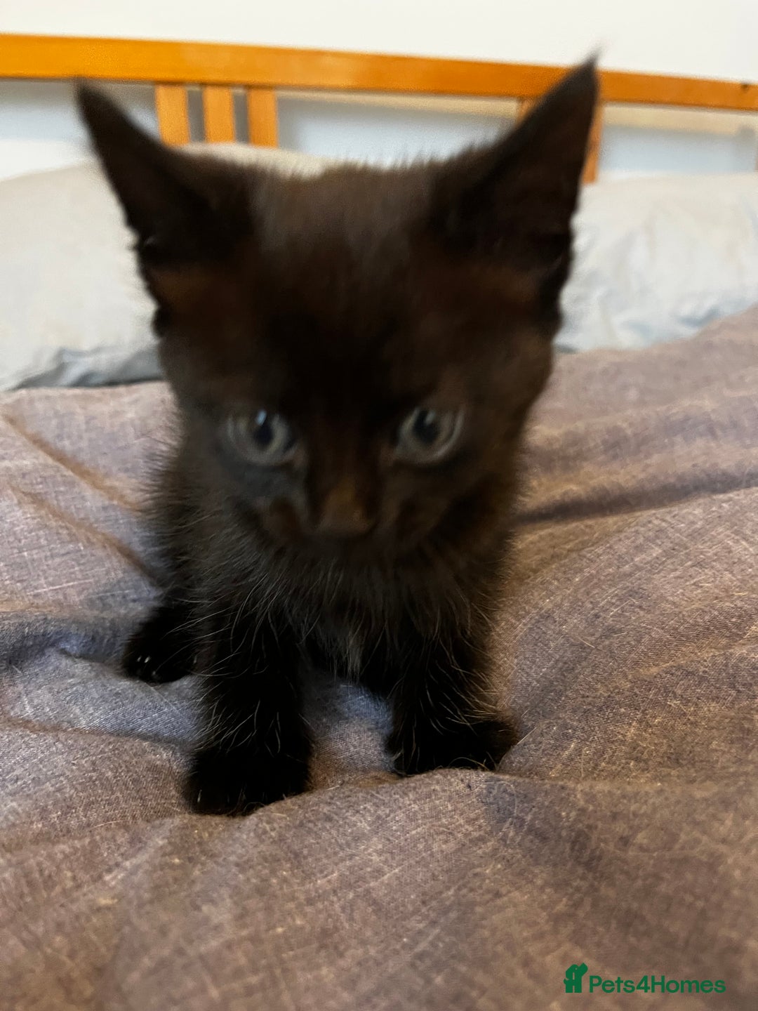 Domestic Shorthair cats for sale: Super cute kittens!  - Image 3