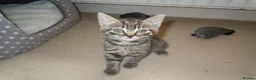 British Shorthair cats for sale: Kittens looking for loving homes, 3 striped girls. in Leicester - Advert 2