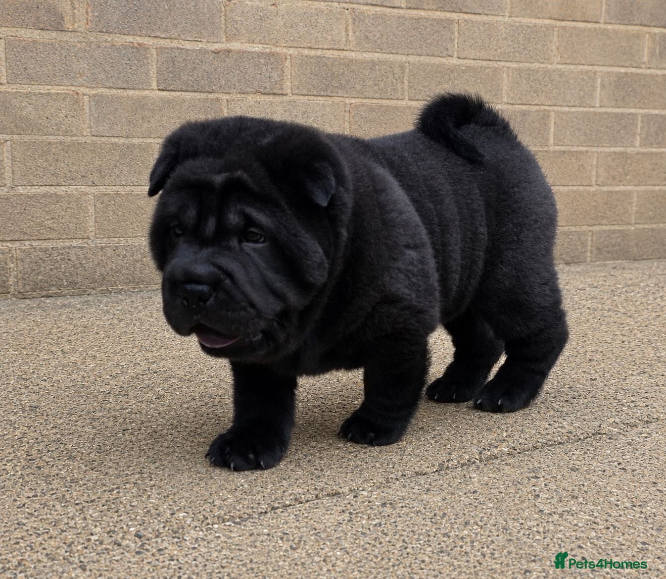 Mixed Breed dogs ChowPei Pups - Advert 15