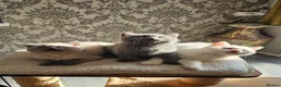 British Shorthair cats for sale: Adorable Purebred British Shorthair Kittens in Oldbury - Advert 5