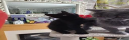 British Shorthair cats for sale: Beautifull kitten  - Advert 18