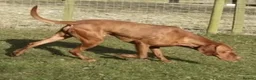 Hungarian Vizsla dogs for sale: Exceptional KC Reg Puppies - 5* Licenced Breeder - Advert 10