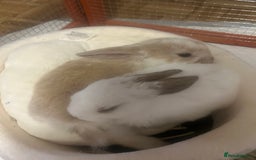 Mini Lop rabbits for sale: Two Beautiful Mini Lop Brothers, with hutch & run - Image 1