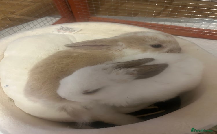 Mini Lop rabbits - Advert 5