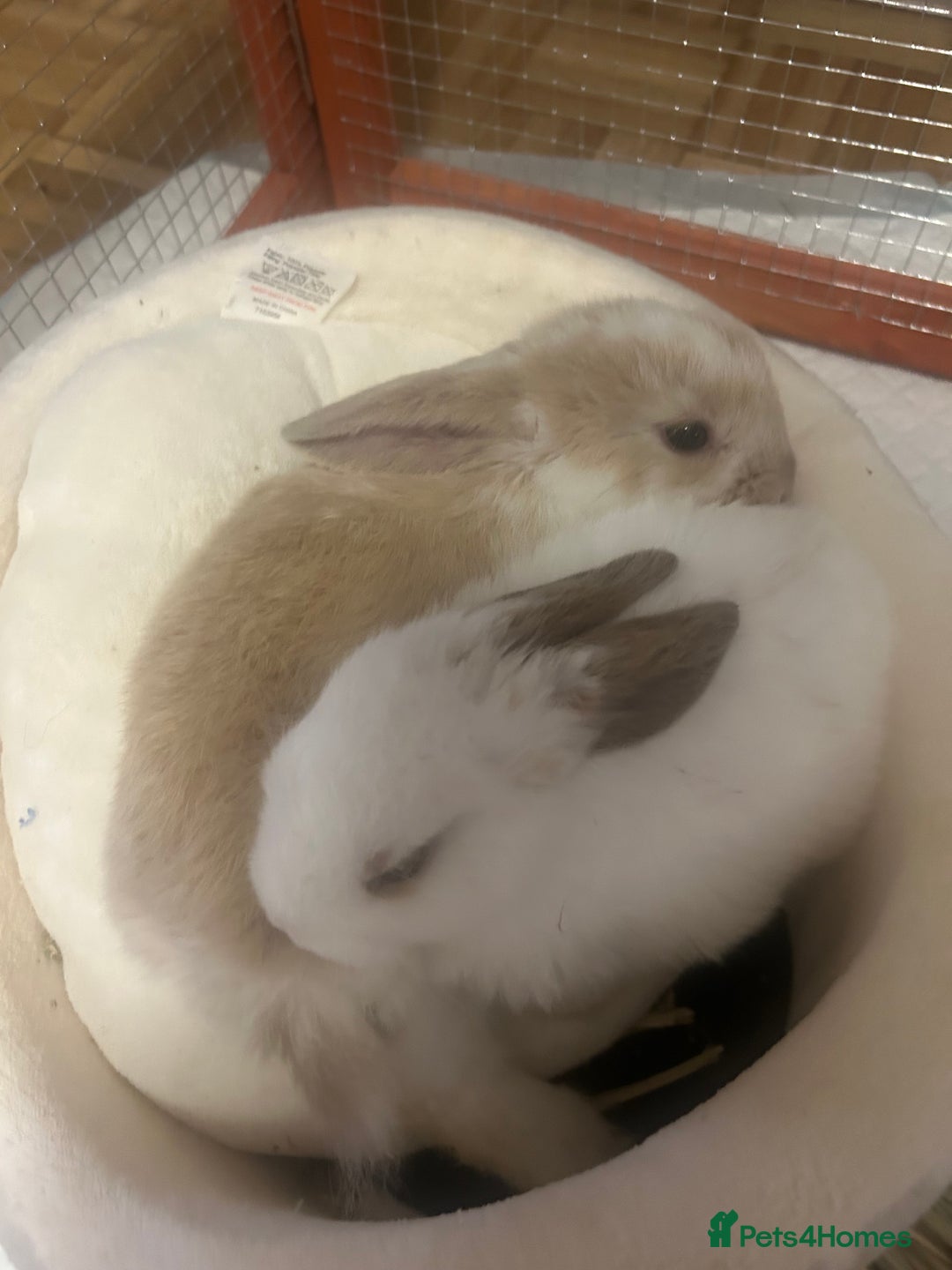 Mini Lop rabbits for sale: Two Beautiful Mini Lop Brothers, with hutch & run - Image 1