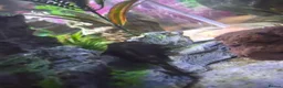 Other/Mixed Breed fish for sale: Fish tank with fish and accessories in Manchester - Advert 4