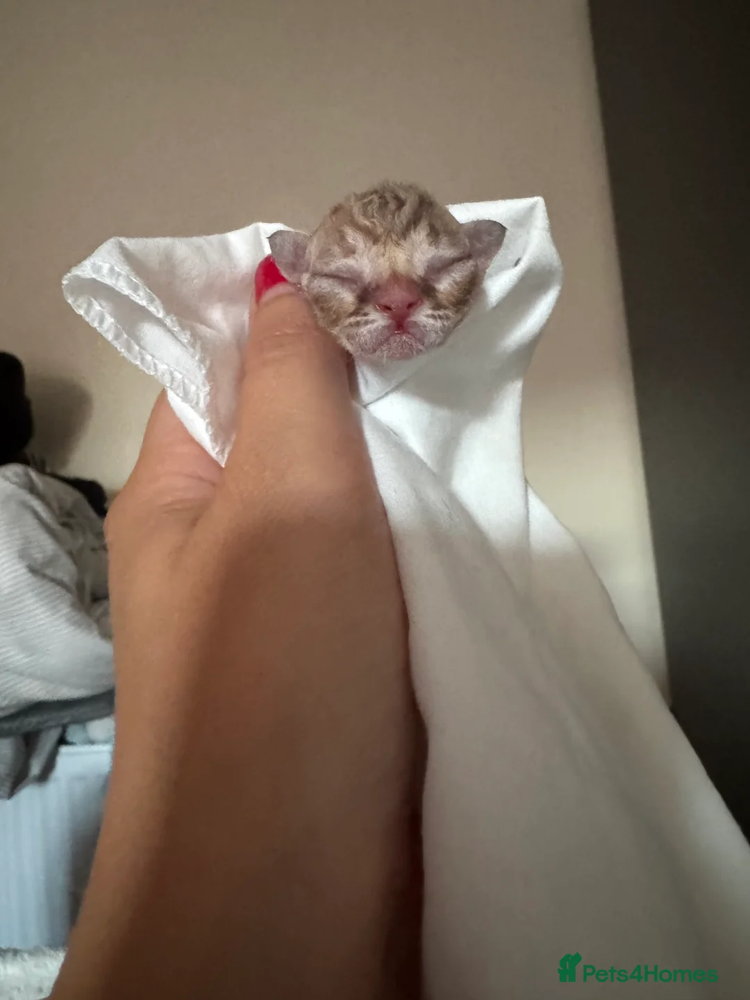 Devon Rex cats for sale: 2026 Devon Rex litters  - Advert 2