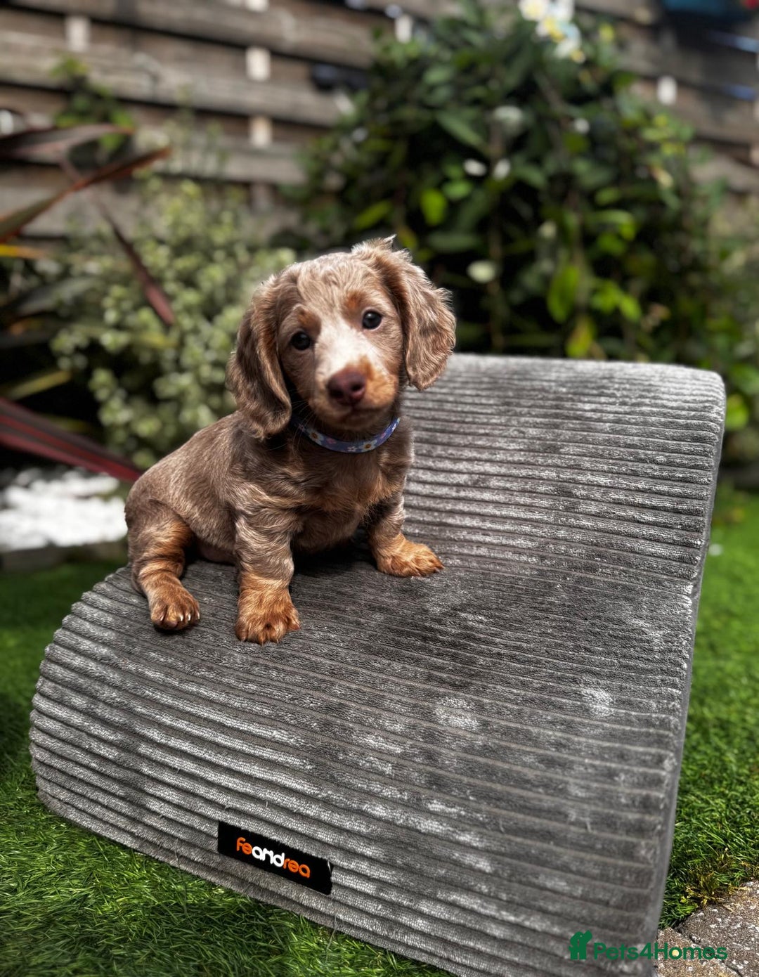 Miniature Dachshund dogs for sale: 💗 READY TO LEAVE - K.C MINIATURE DACHSHUND 💗 - Image 37