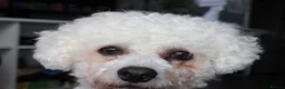 Bichon Frise dogs for stud: Bichon Frise *FOR STUD ONLY* in London - Advert 2