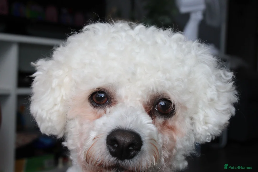 Bichon Frise dogs for stud: Bichon Frise *FOR STUD ONLY* in London - Advert 2