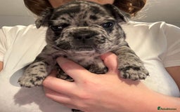 French Bulldog dogs for sale: French bulldog puppies  - Image 2