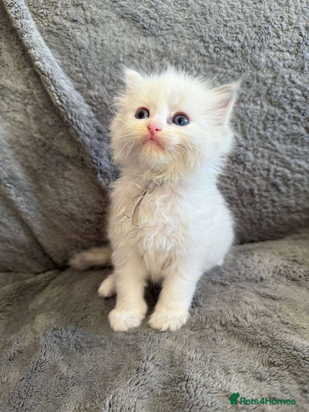 Ragdoll cats for sale: Genetically tested parents 6 Adorable Kittens  - Advert 8