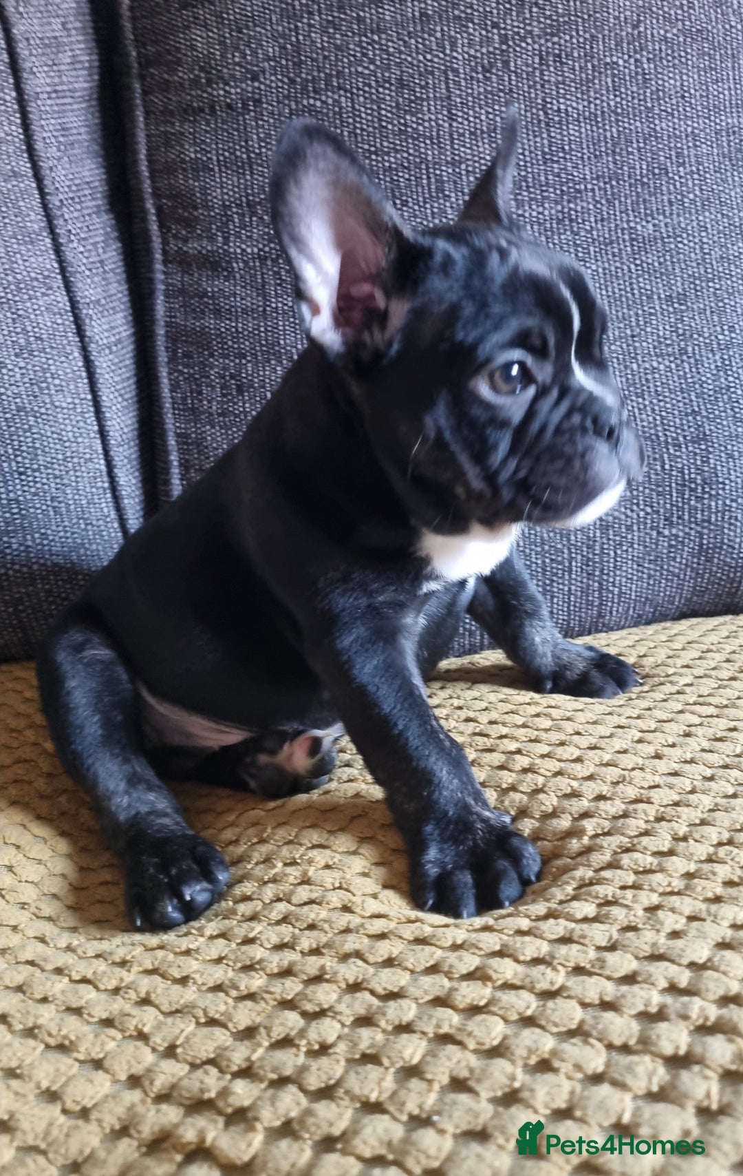 Mixed Breed dogs for sale: French/english bulldog puppy  - Advert 7