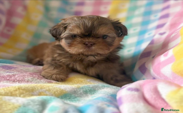 Shih Tzu dogs - Advert 4