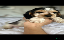 Cocker Spaniel dogs for sale: OUTSTANDING KC REG SHOW COCKER SPANIEL PUPPIES  - Image 11