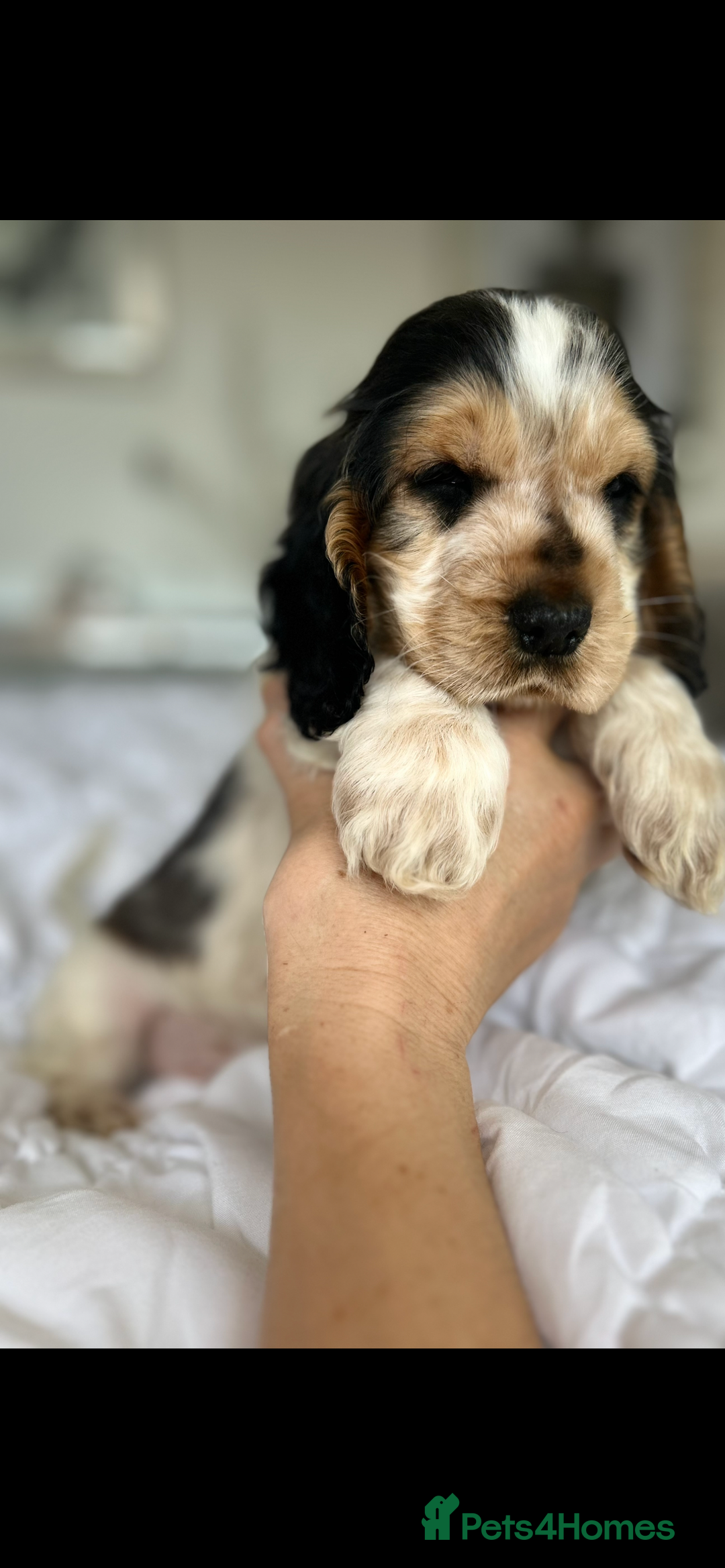 Cocker Spaniel dogs for sale: OUTSTANDING KC REG SHOW COCKER SPANIEL PUPPIES  - Image 11
