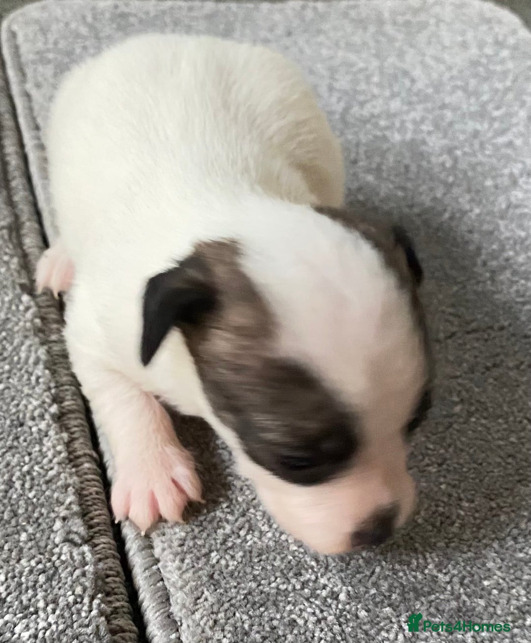 Jack Russell dogs for sale: 6 Jack Russell Puppies  - Advert 16