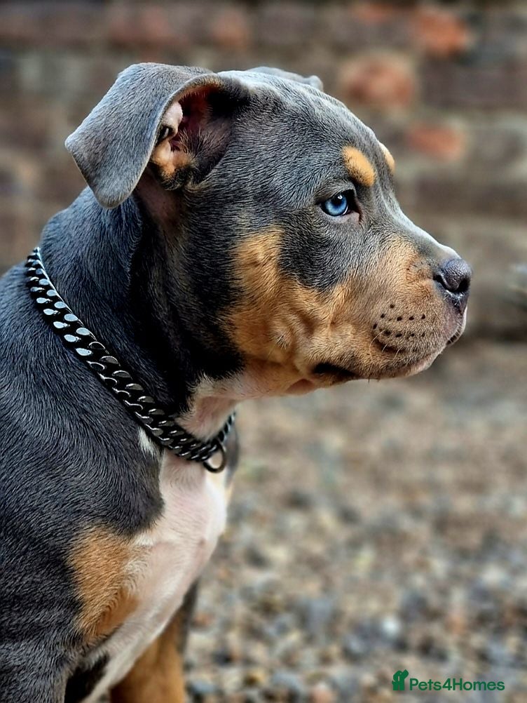 American Bully dogs 🏆🩸ABKC American pocket bully 🔥 - Advert 12