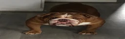 English Bulldog dogs for stud: Stud Franck  in Hinckley - Advert 4