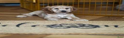 Cocker Spaniel dogs for sale: Cocker Spaniel Female Available  - Advert 3