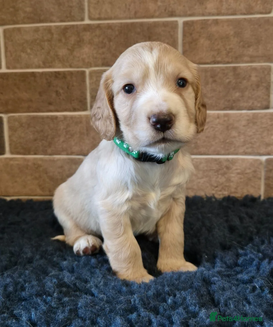 Cocker Spaniel dogs for sale: Beautiful litter of cocker spaniel puppies - Advert 2