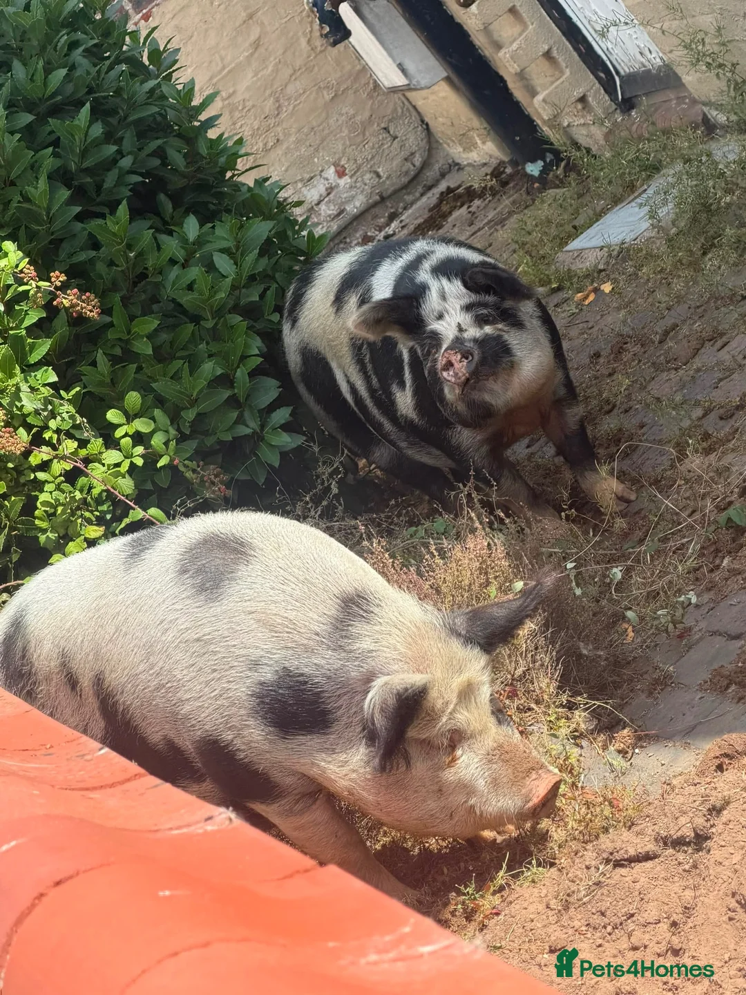Pig livestock for sale: 2 x Female Kune Kune pigs in Tarporley - Advert 2