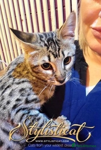 Savannah cats Proven stud and Young adult F3 female on active re - Advert 4