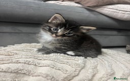 Siamese cats for sale: Beautiful Fluffy Siamese-Tabby Mix Kittens  - Image 4