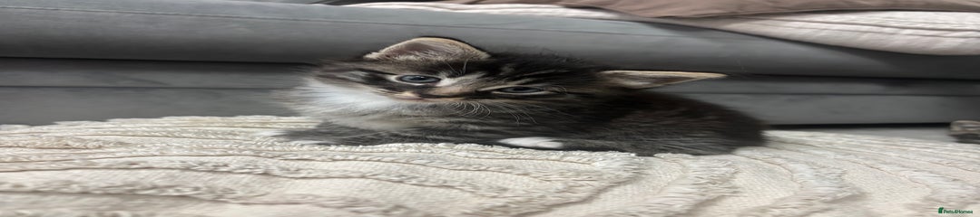  Kitten 1