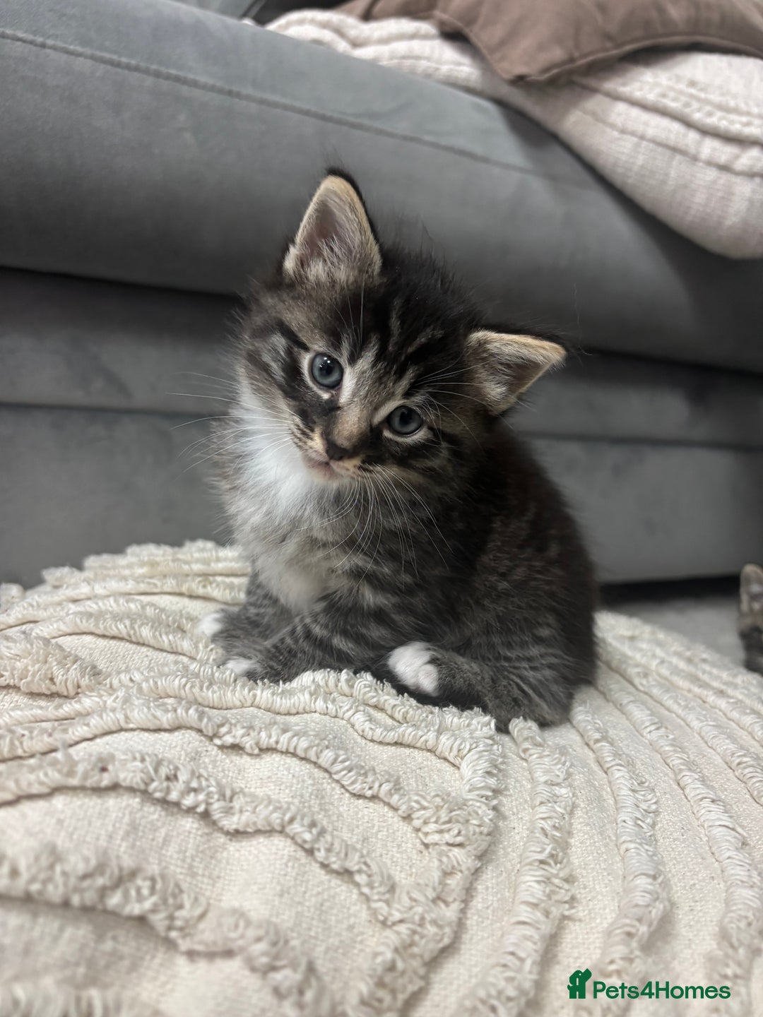 Siamese cats for sale: Beautiful Fluffy Siamese-Tabby Mix Kittens  - Image 4