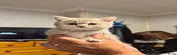 British Shorthair cats for sale: Female British Short hair kitten - Advert 1