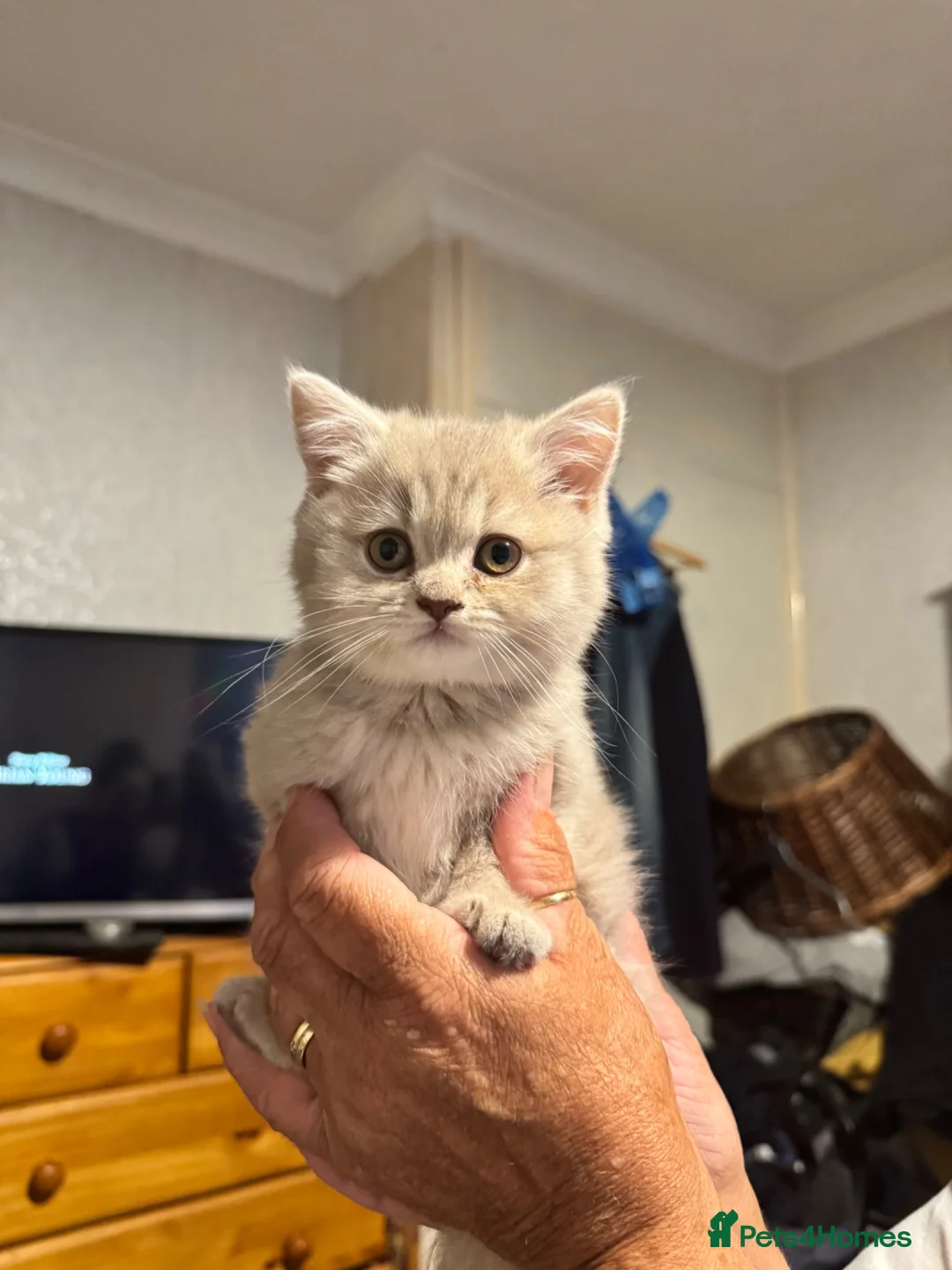 British Shorthair cats for sale: Female British Short hair kitten - Advert 1