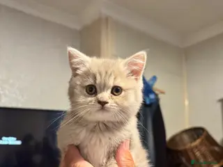 British Shorthair cats Female British Short hair kitten - Advert 4