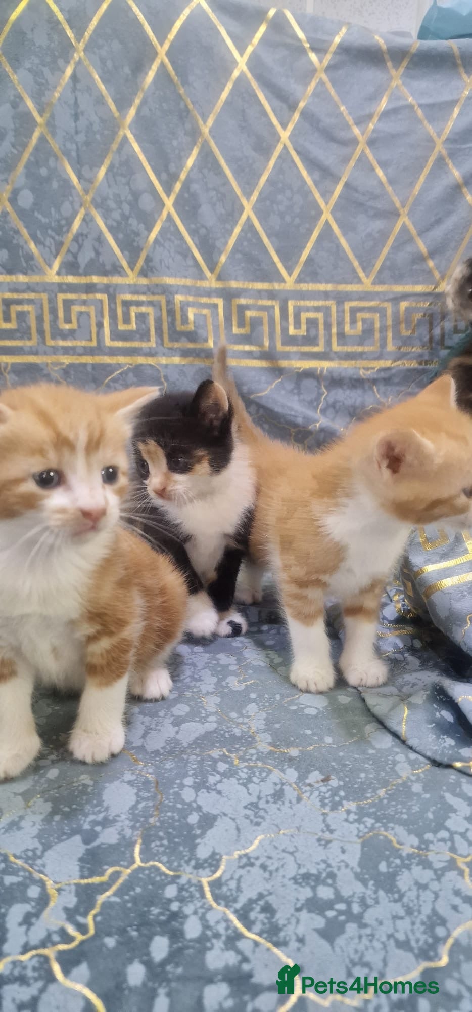 Mixed Breed cats 6 Beautiful Kittens for sale £250 each! - Advert 1