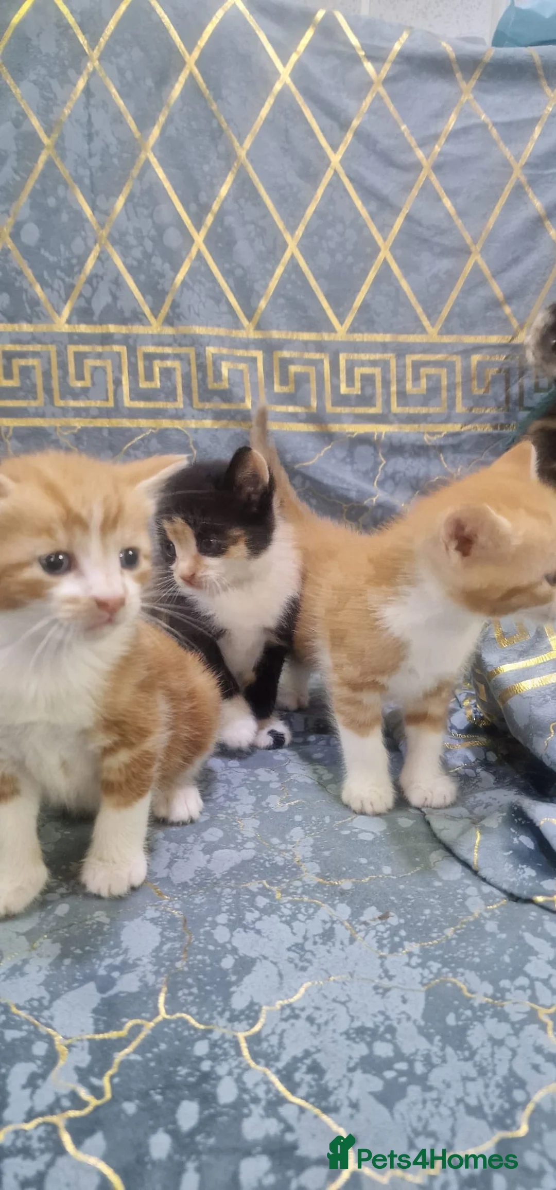 Mixed Breed cats for sale: 6 Beautiful Kittens for sale £250 each! - Advert 1
