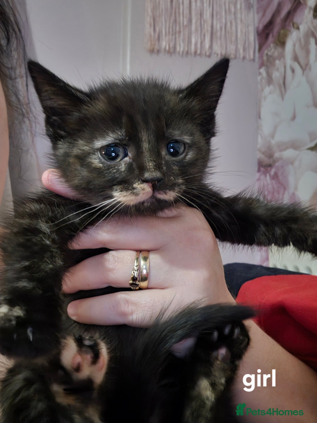 Mixed Breed cats for sale: 5 fluffy kittens looking for forever homes - Advert 9