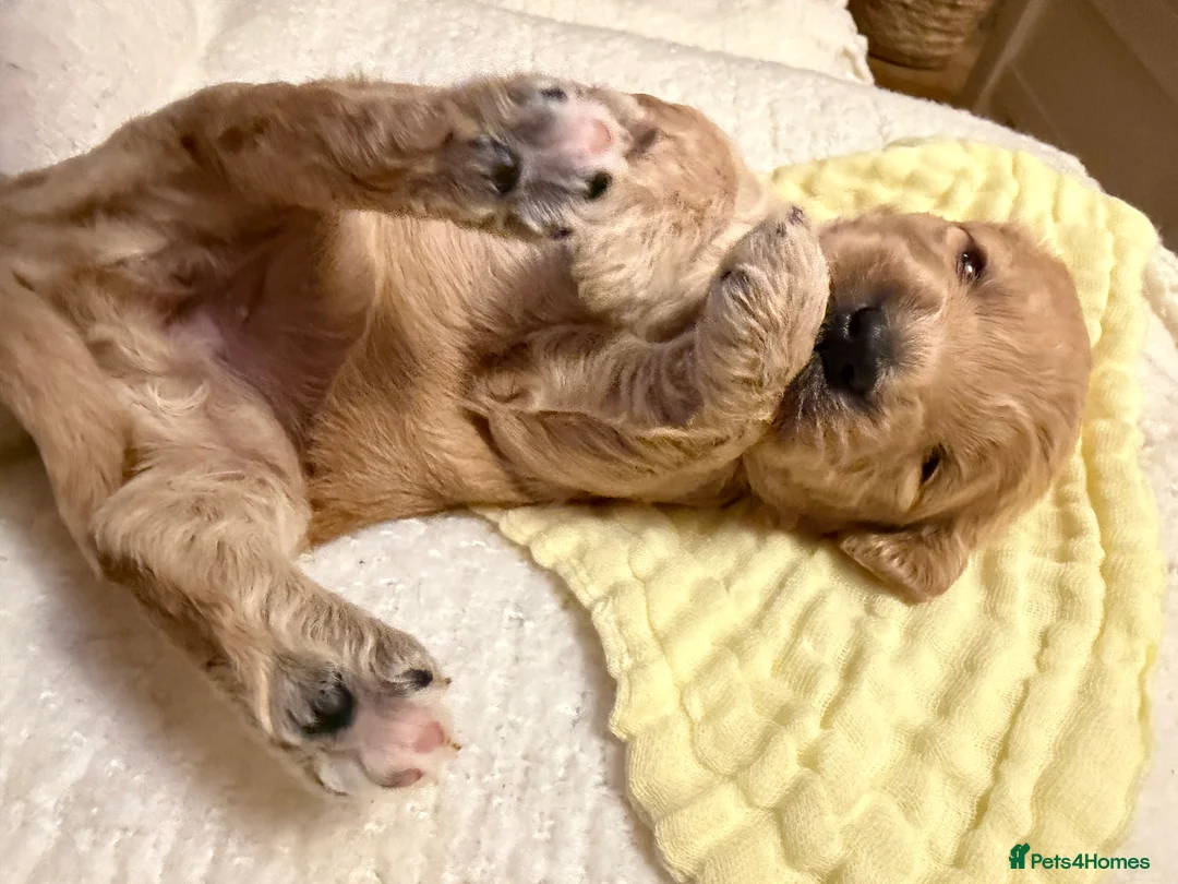 Labradoodle dogs for sale: Labradoodle  - Advert 22