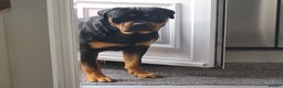 Rottweiler dogs for stud: Bruno the Rottweiler Stud Services in Wrexham - Advert 24