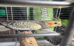 Cockatiels birds for sale: Baby cockatiels  - Image 9