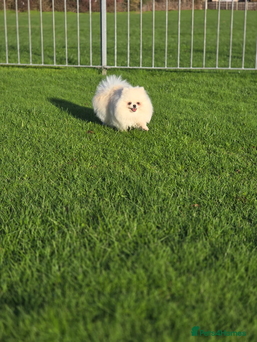 Pomeranian dogs for stud: 🌟 PREMIUM STUD SERVICE: "KIMCHI" 🌟 - Advert 18