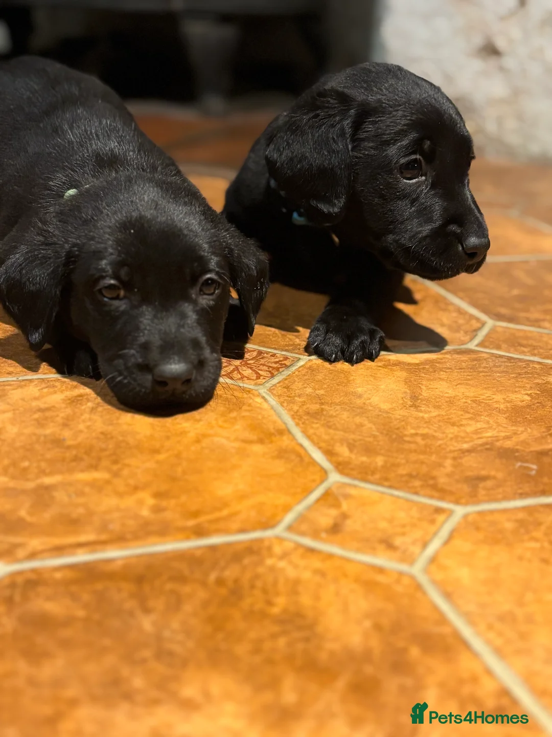Labrador Retriever dogs for sale: *Stunning Labrador puppies* - Advert 14